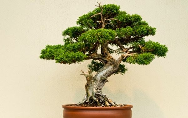 Magnificent bonsai types