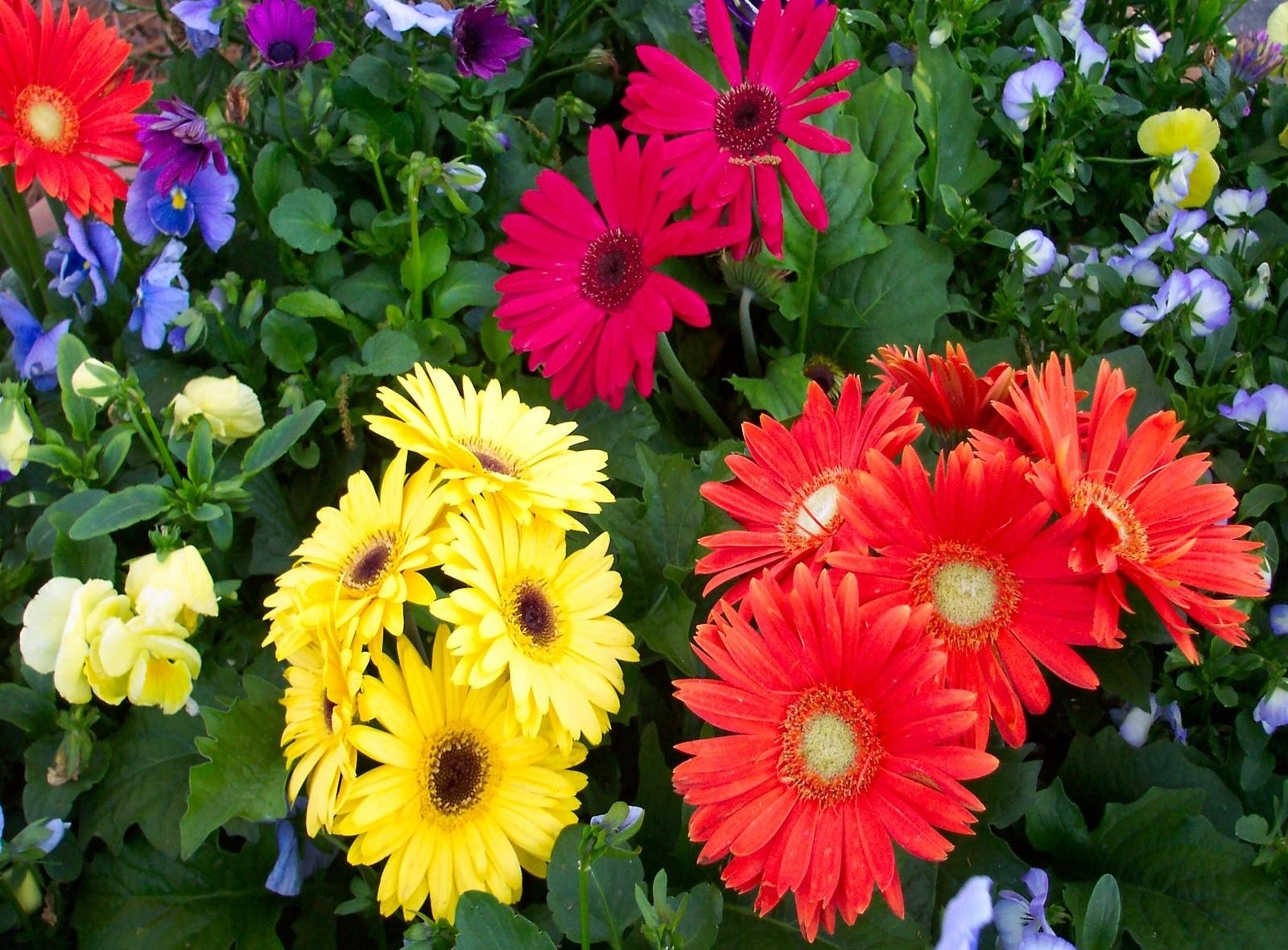 romantic flowers gerbera flower romantic flowers gerbera flower