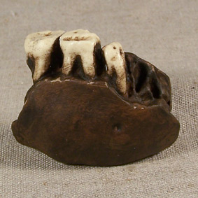 Gigantes en China y el Lejano Oriente. - Bionoticias.cl