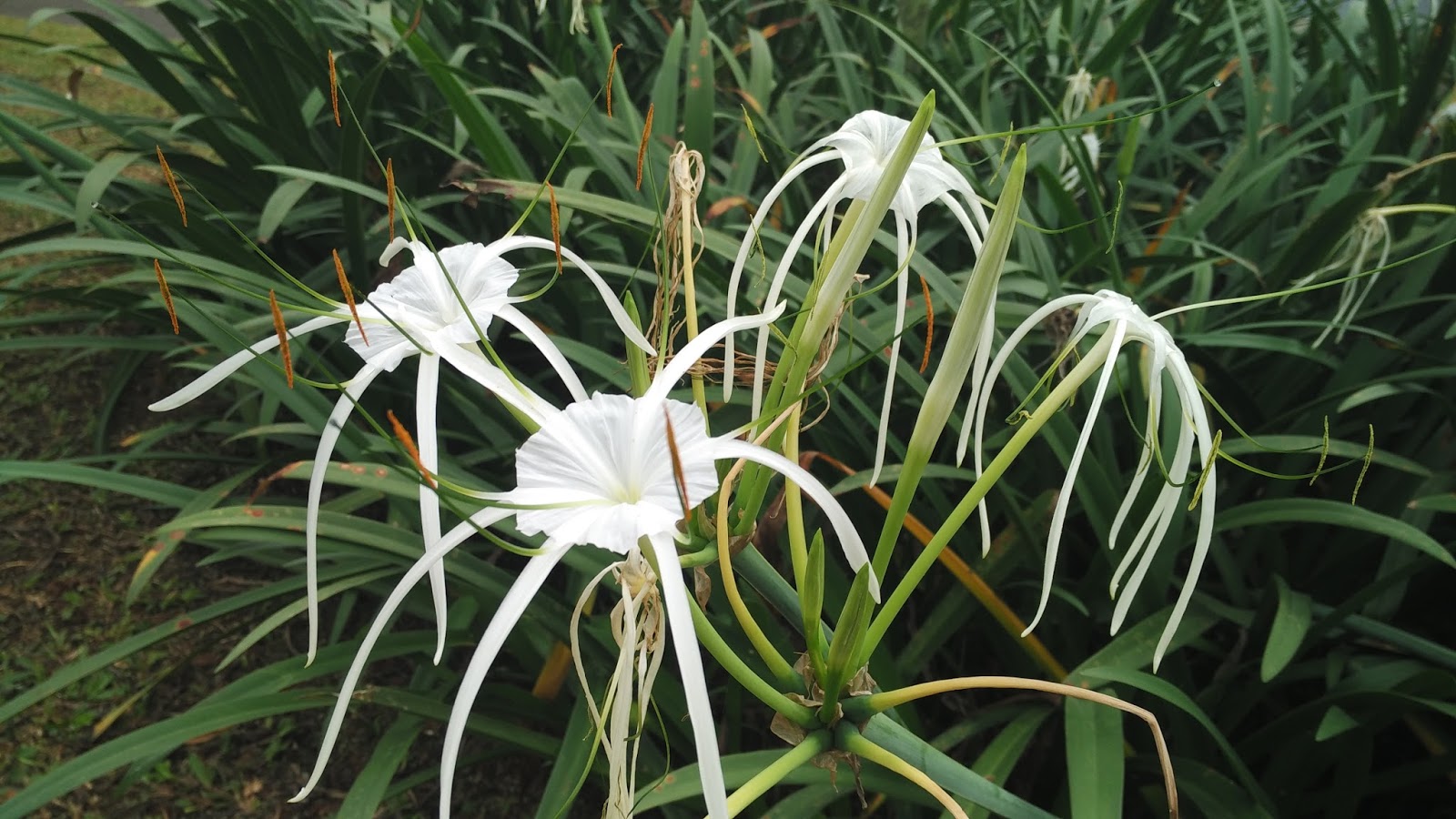 Tanaman Hias Lili Air Mancur Hymenocalis Littoralis Planter And Forester