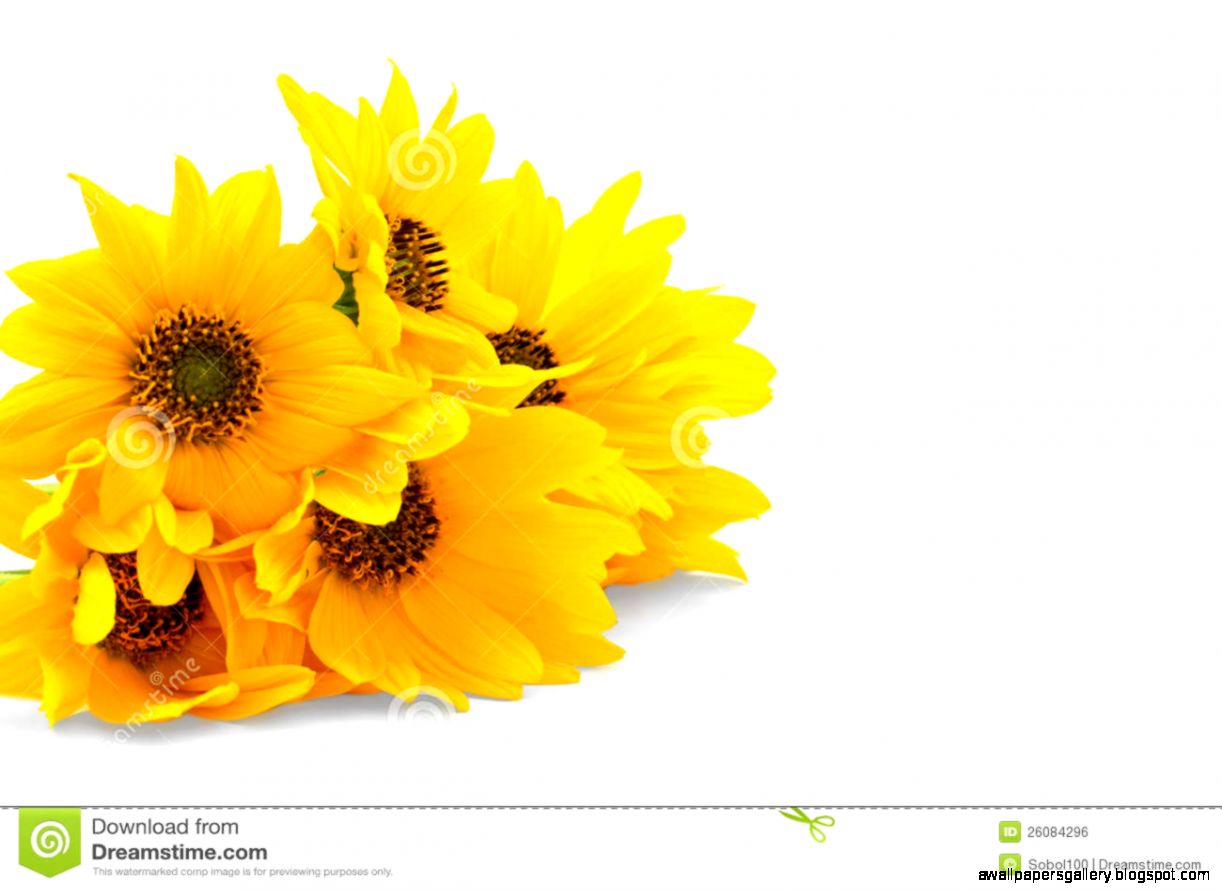 White And Yellow Flower Background