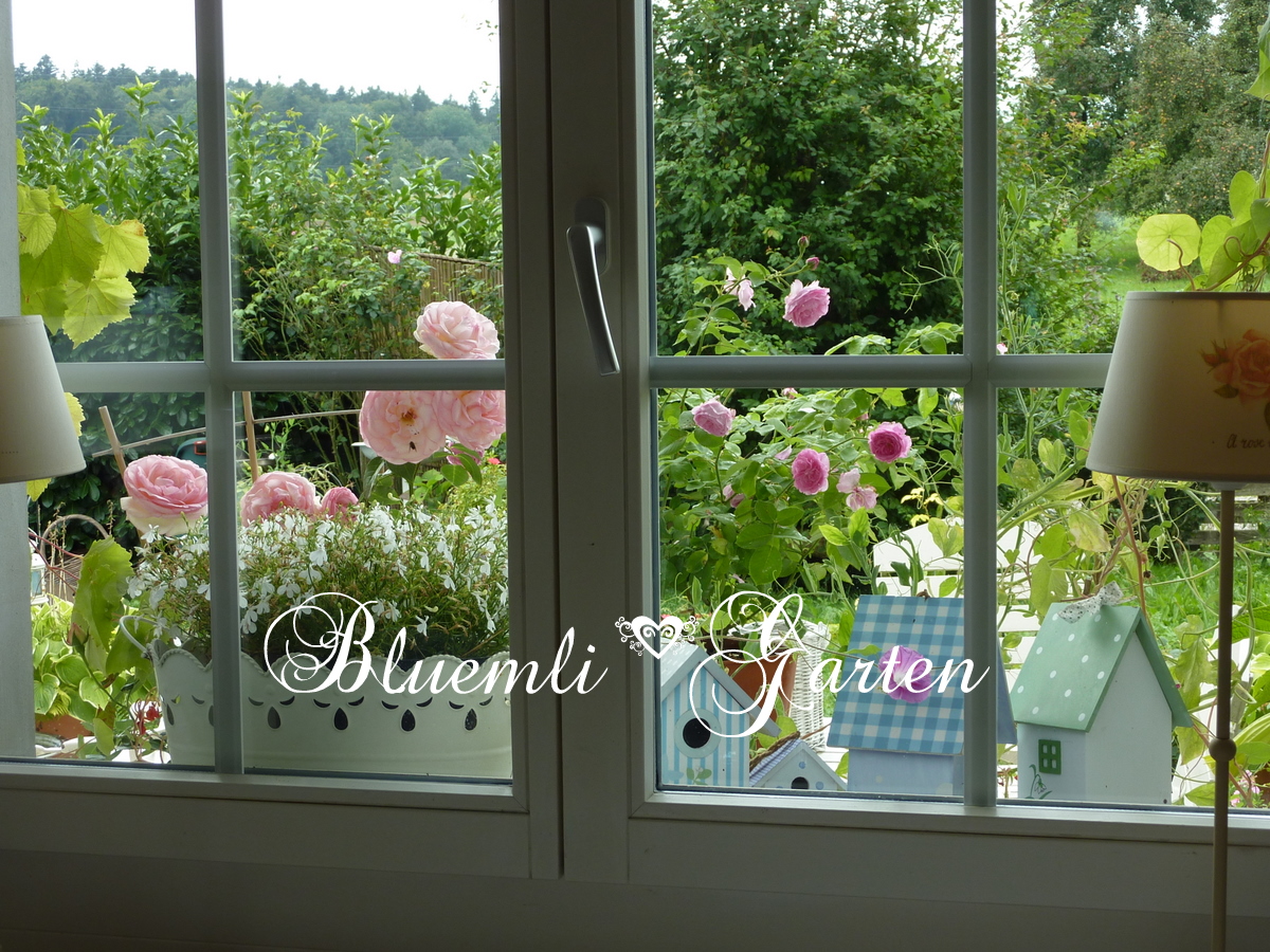 ♥♥ Bluemli-Garten ♥♥: September 2011