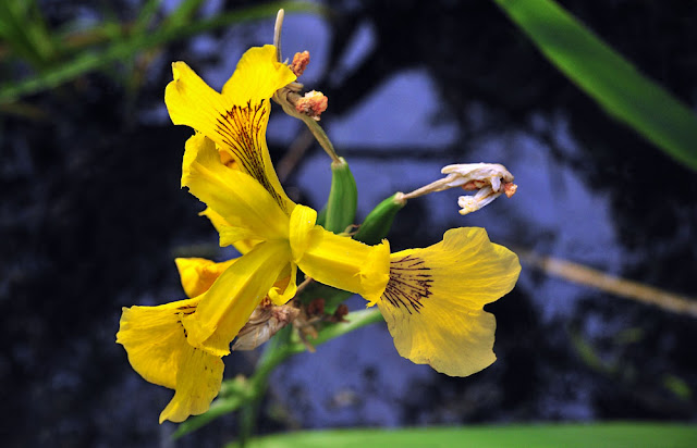 iris des marais, iris pseudocarust