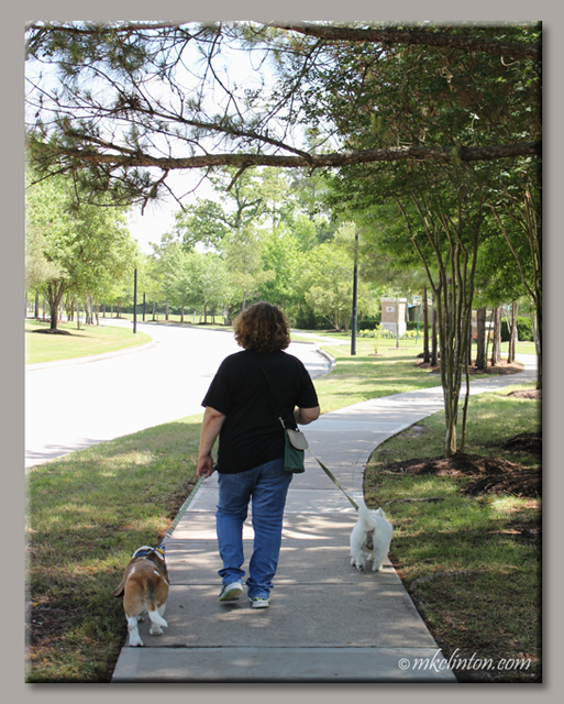 woman walking two dogs