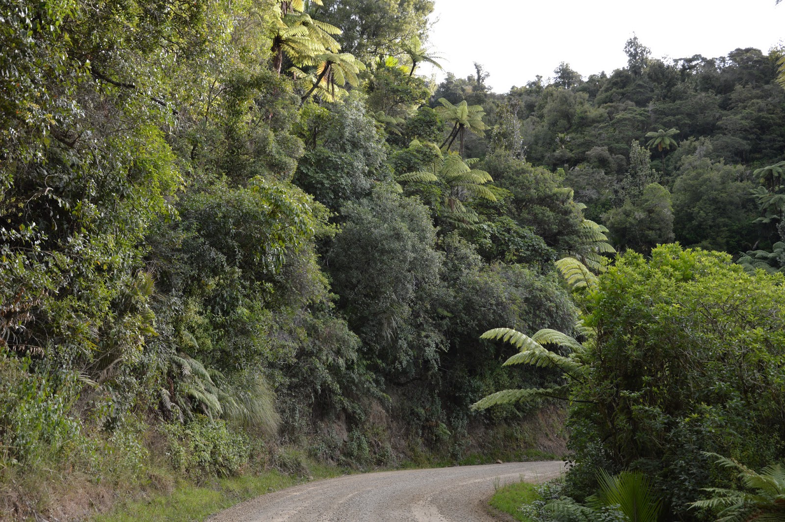 Viens au pays des kiwis, les petits êtres à plumes ♪ Coromandel