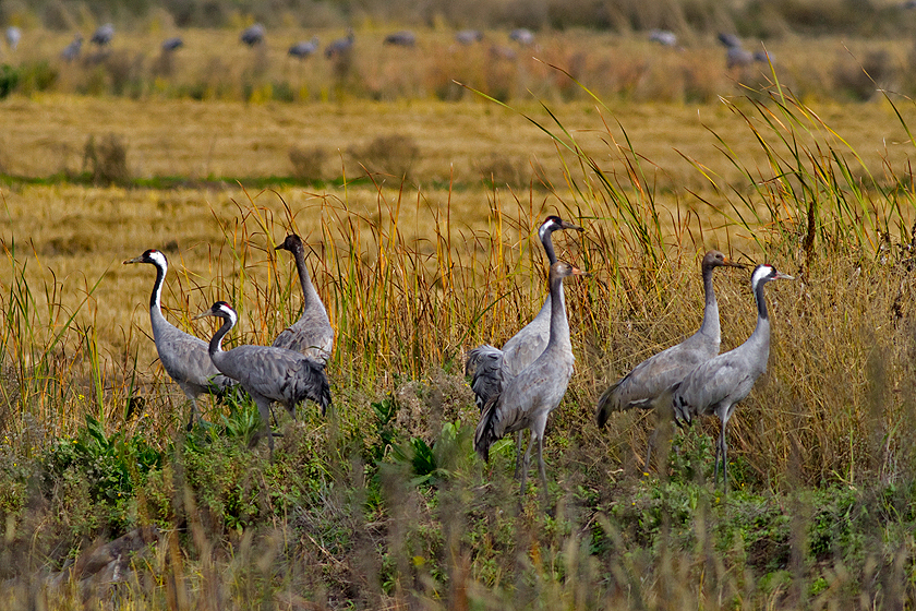 Spanish Steppes Extremadura Nov 2012, Limosa Holidays Focusing on