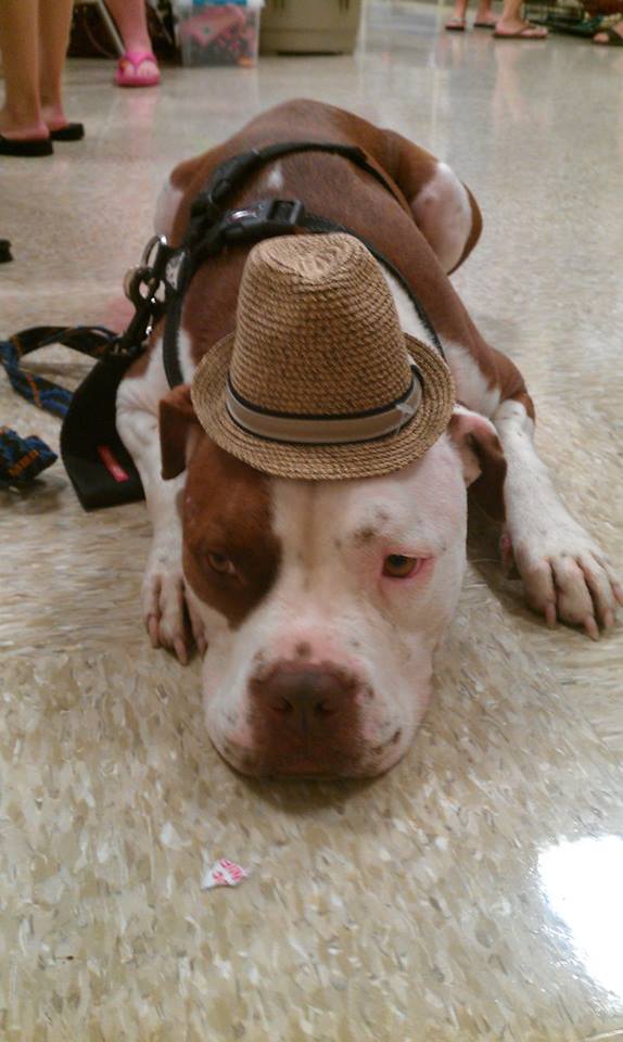 Rescue Dog Blog This is a rescue dog! Buster Brown