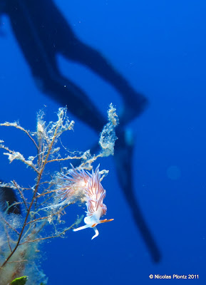Mediterranean nudibranch diving