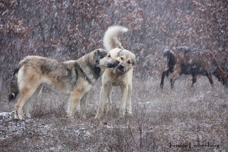 Predator Friendly Ranching : This dog is pure joy