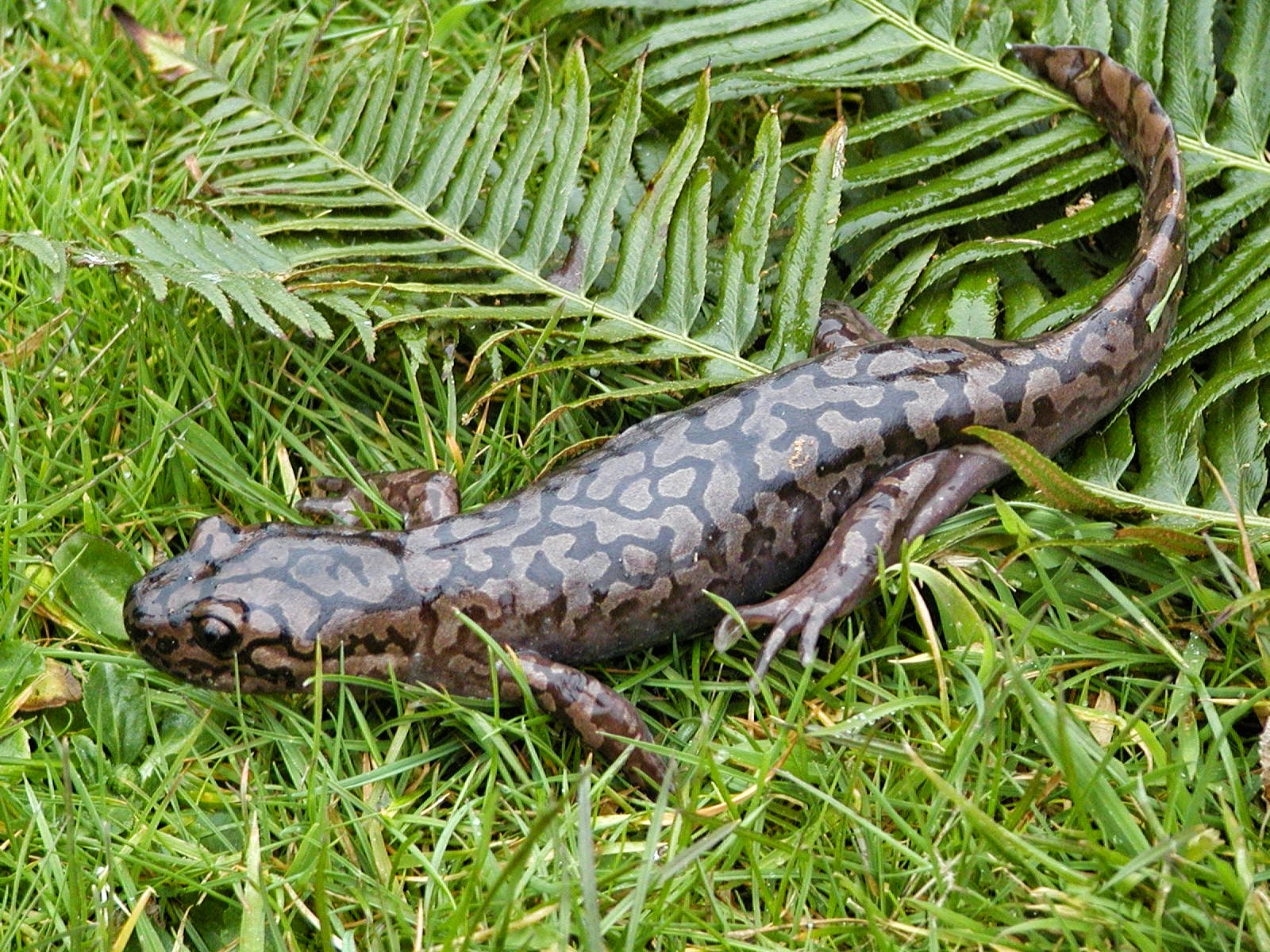 Саламандра рептилия. Pacific giant Salamander. Веретеновидная саламандра. Пресмыкающиеся саламандра.