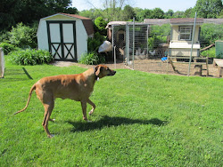 cooper hens visits brought client came friend dog today