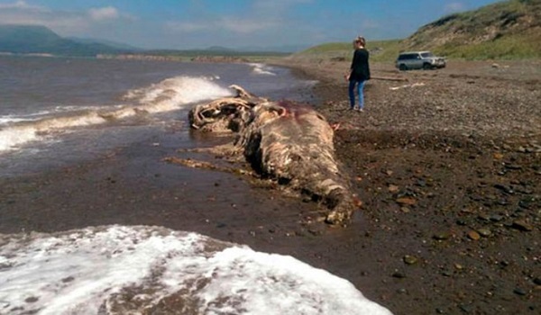Προκαλεί πονοκέφαλο στους επιστήμονες το μυστηριώδες πλάσμα που ξεβράστηκε σε ακτή της Ρωσίας