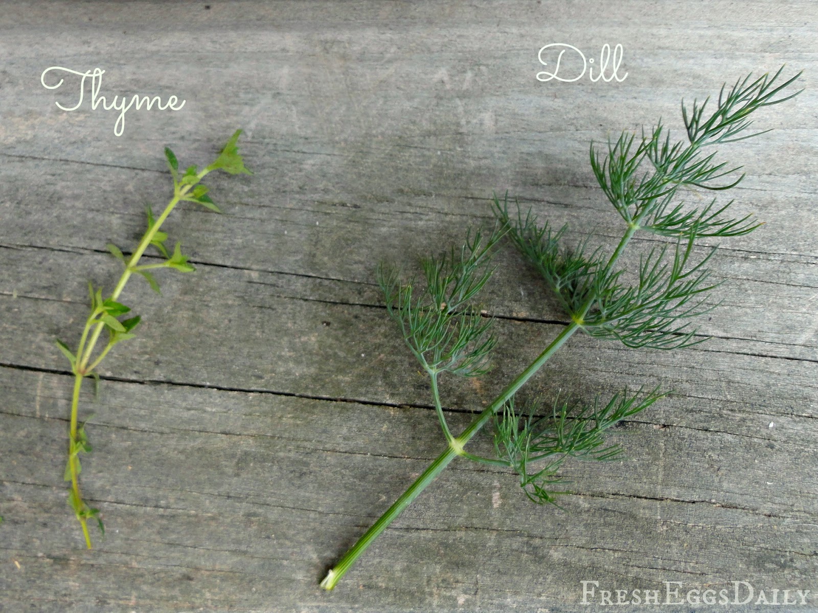 Do You Know Your Culinary Herbs Herb Identification Chart Benefits 