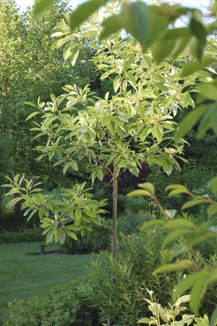 Plant Inventory at 20 Timothy : Oxydendrum arboreum / Sourwood, Sorrel Tree