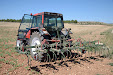 Harrowing sunflowers