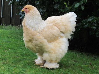 Ayam Brahma 
