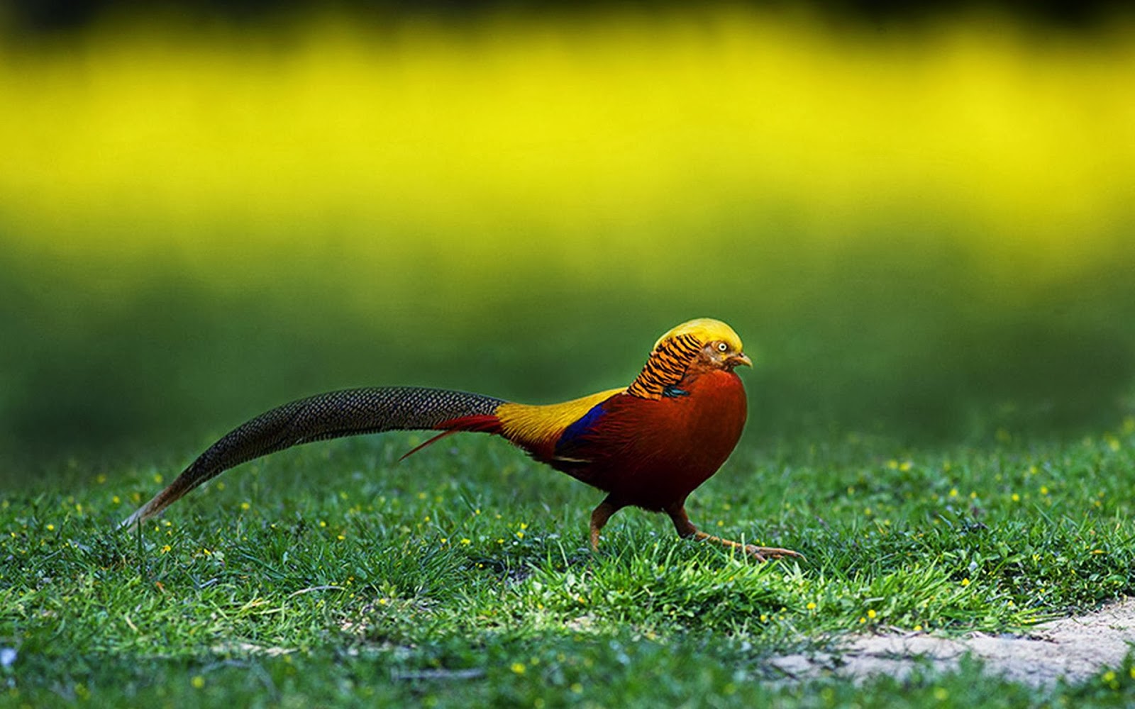 Golden Pheasant Birds Hd Wallpapers Angelic Hugs HD Wallpapers Download Free Map Images Wallpaper [wallpaper376.blogspot.com]