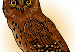 Contoh Kolase Burung Hantu Dengan Biji Bijian Rahman Gambar