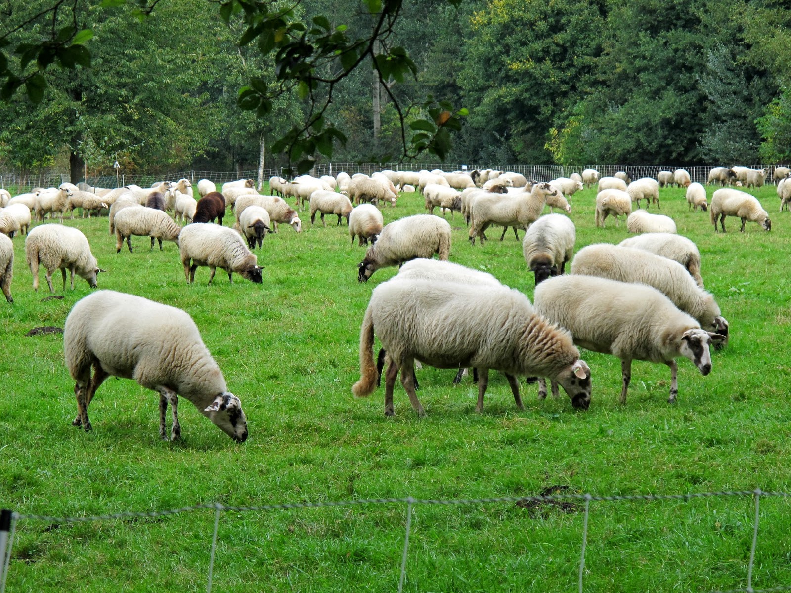 biebkriebels Flock of sheep