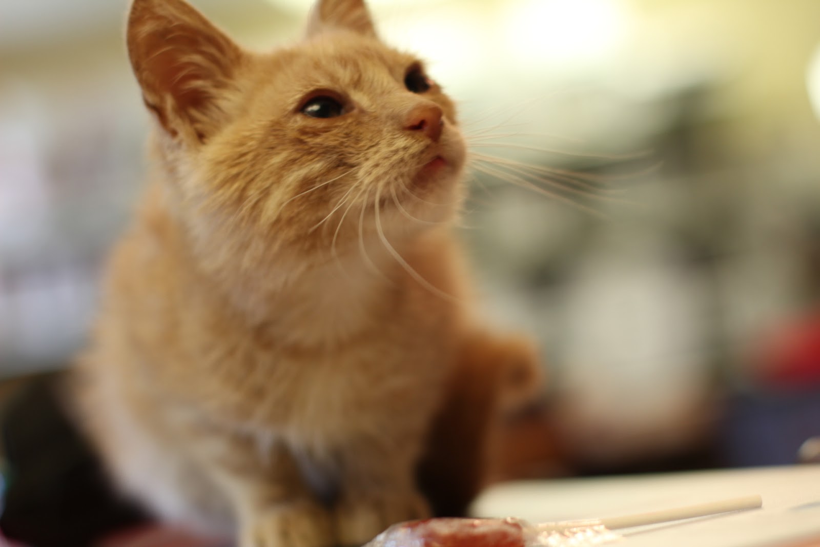 Diary Of A Real Life Veterinarian Wallace S Story Prolapsed