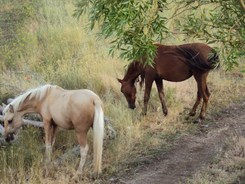 Palomino pony and chestnut pony
