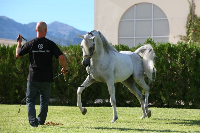 13 german stuff ideas a horse crazy american in germany: Stolpersteine and other German things