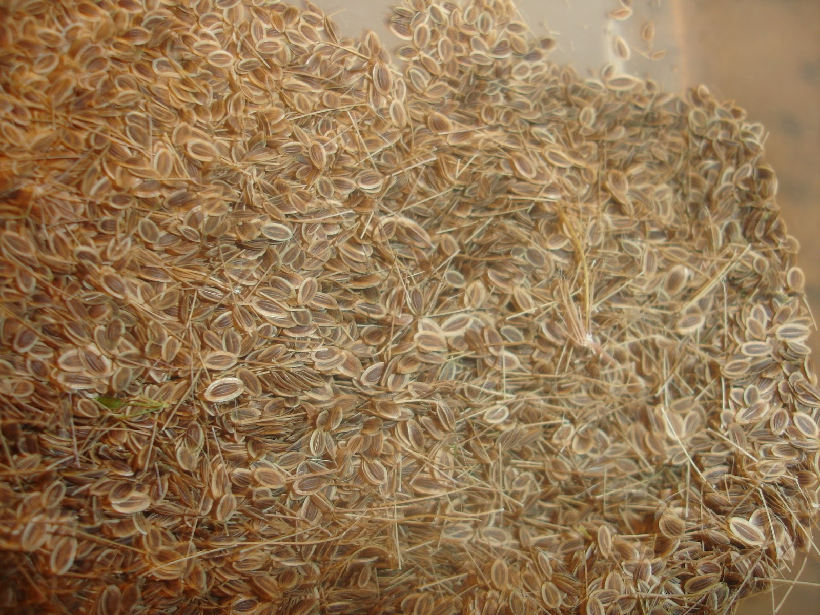 Our Provident Life Harvesting Dill Seed