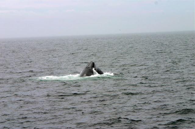 humpback whale watching cape cod