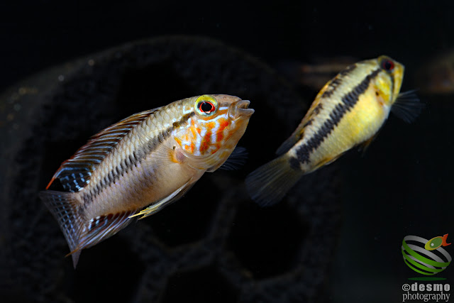 Apistogramma sp. unibrow / sp. D50