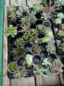 Sunnybrook Volunteer Association greenhouse succulents by garden muses-not another Toronto gardening blog