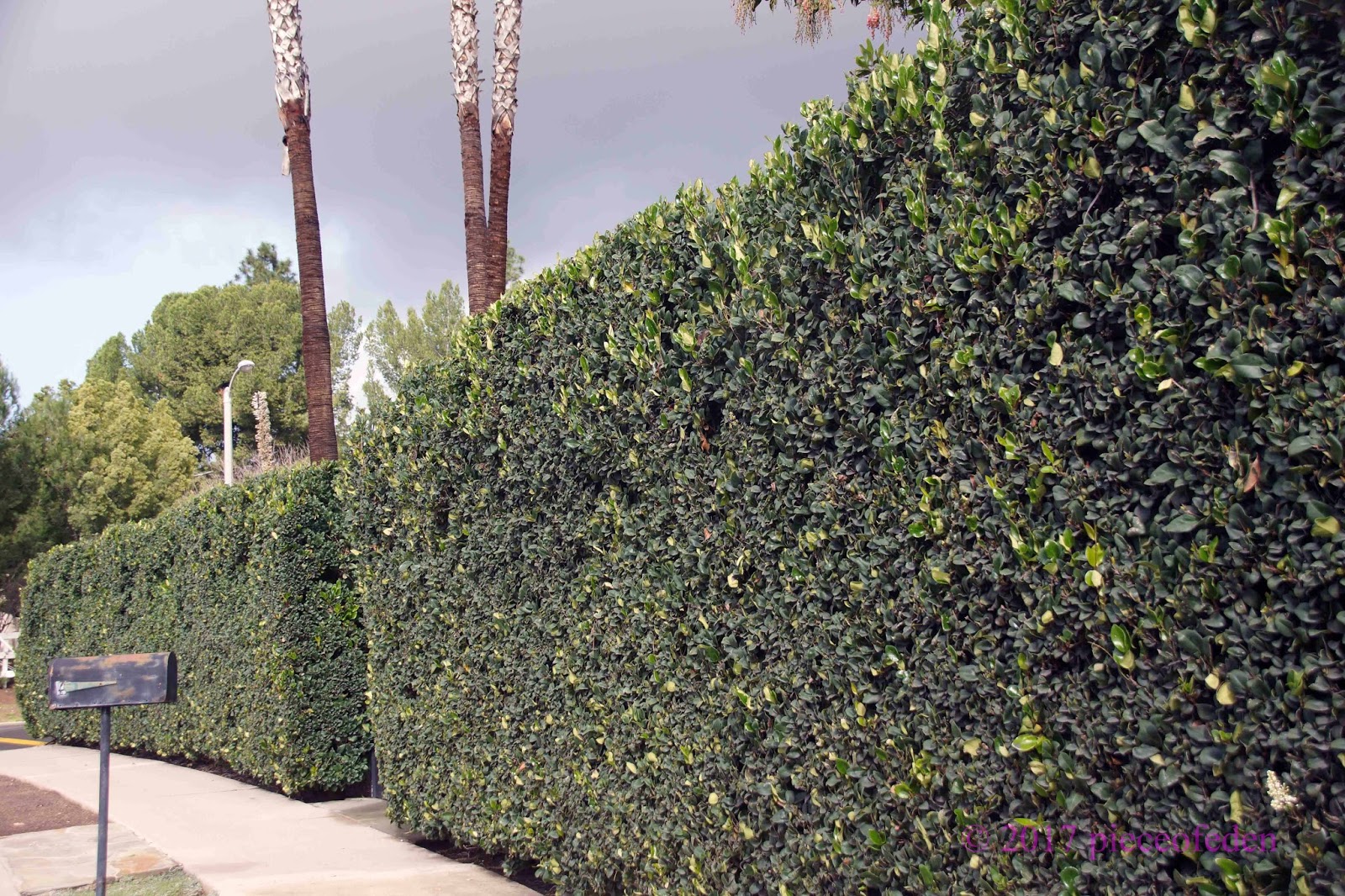 Minimalist Tall Narrow Bushes For Privacy With Luxury Interior