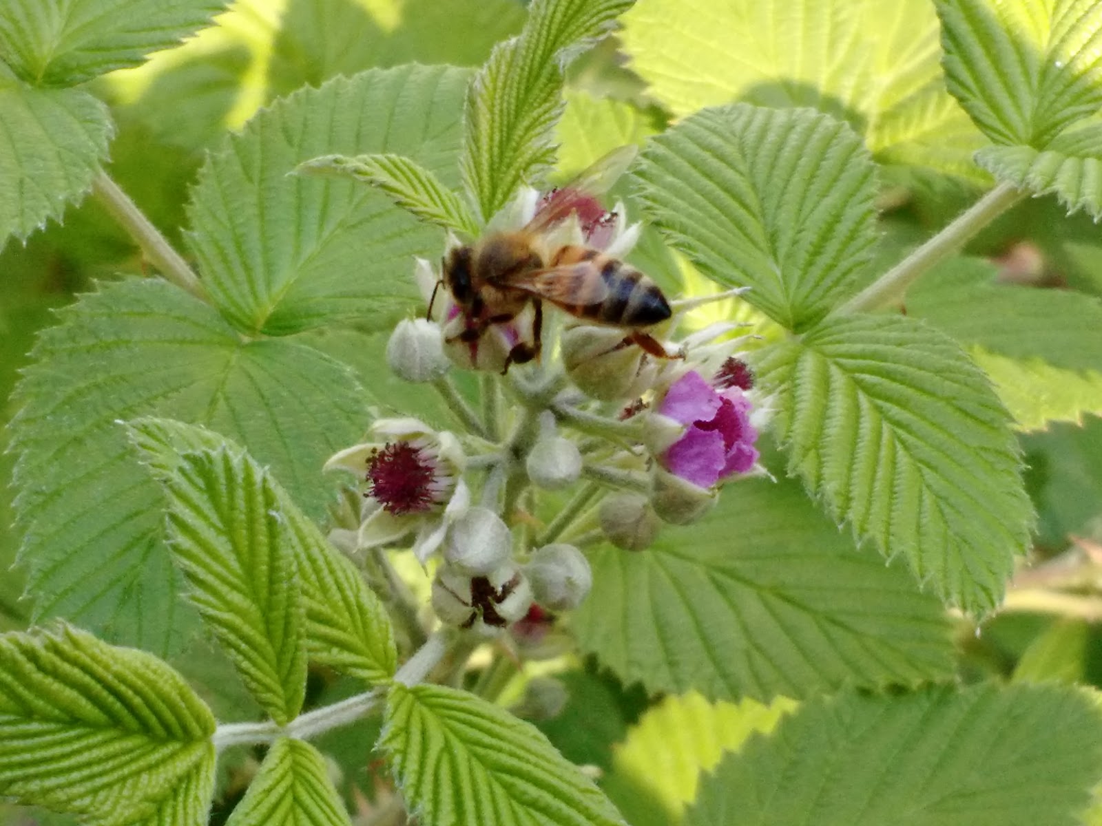 Simply Living Who says you can't grow raspberries in Florida!