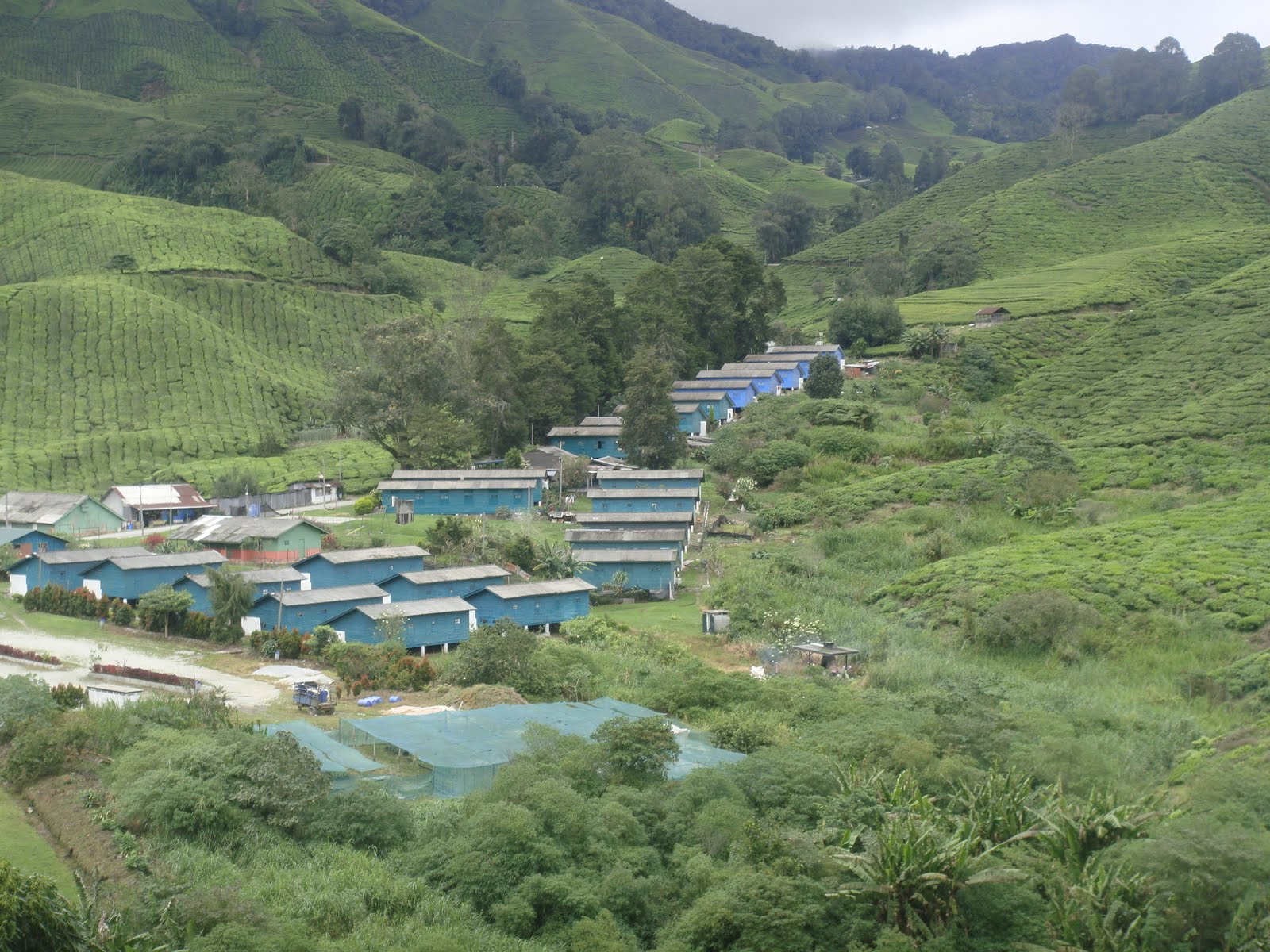 Choco-Licious: The View At BOH Tea Centre