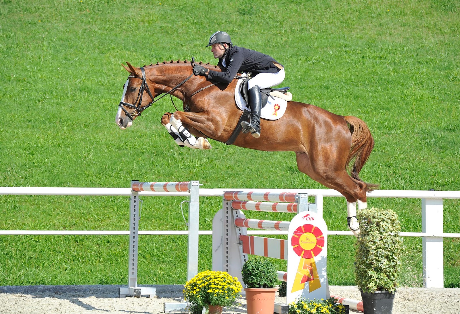 El Mundo del Caballo Salto de obstáculos El Mundo del Caballo Salto de obstáculos