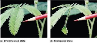 Contoh gerak seimonasti pada daun putri malu (Mimosa pudica)
