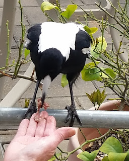 Magpie - Gymnorhina leauconata - perched on a horizontal railing,leaning forward to take some minced food from an outstretched human hand.