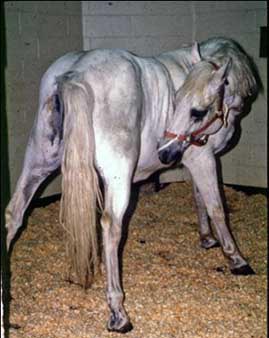 incomodidad del caballo letra de la