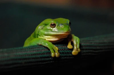 Huzuni the sad frog