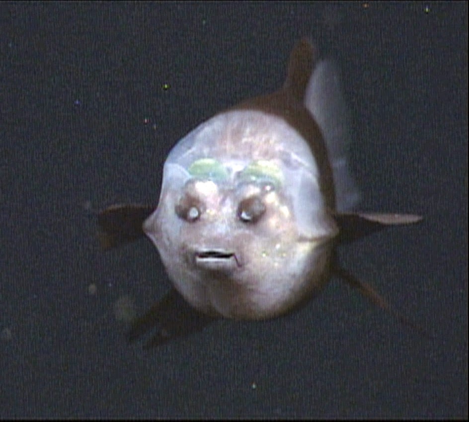 Flash Naturaleza descubre el extraño pez de cabeza transparente Flash Naturaleza descubre el extraño pez de cabeza transparente