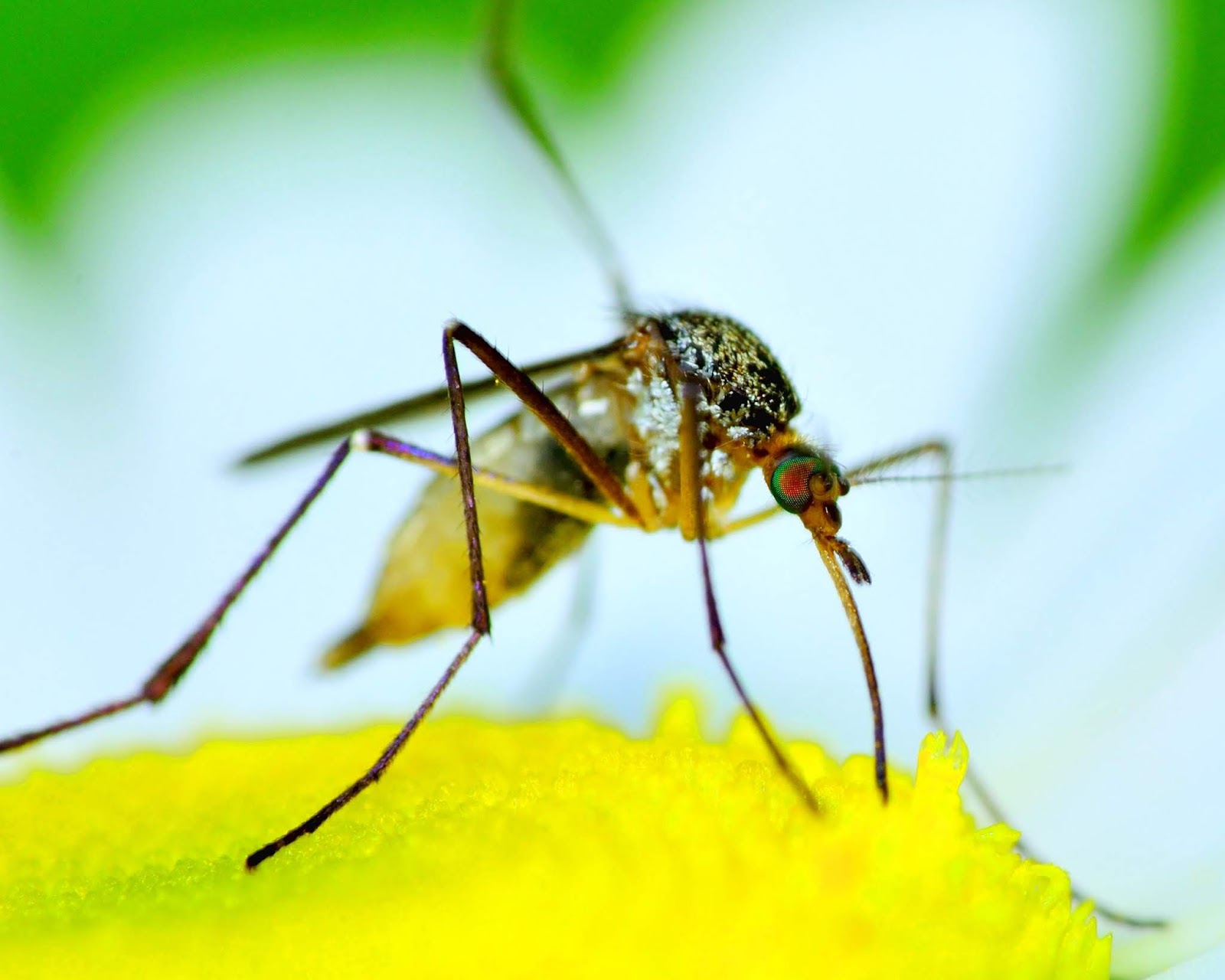 What Do Mosquitoes Eat and Eats Mosquitoes Outside Human Sky Insects