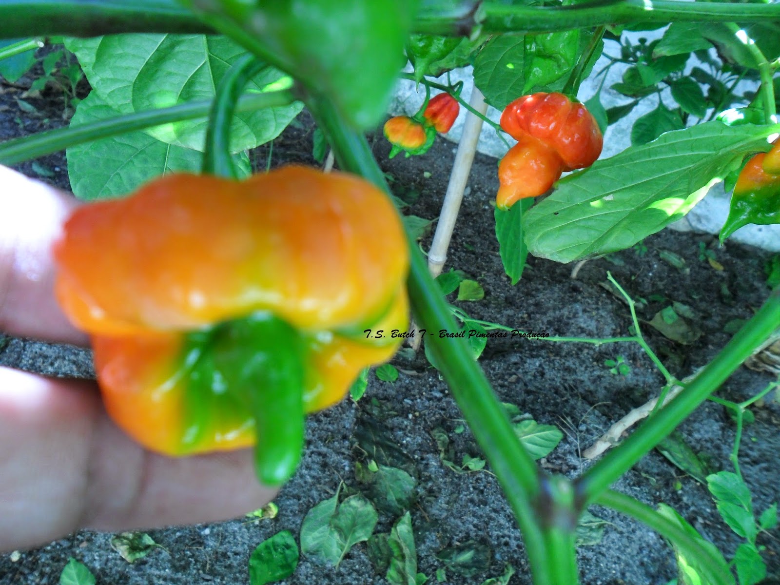 Brasil Pimentas Pimentas do Brasil e do Mundo ! + FOTOS DE NOSSAS