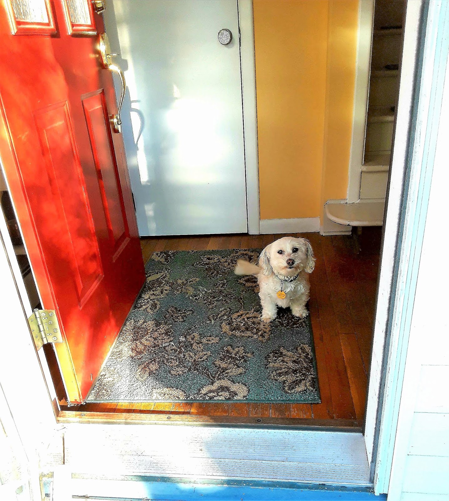 Dogs Luv Us and We Luv Them How To Prevent Your Dog From Door Dashing