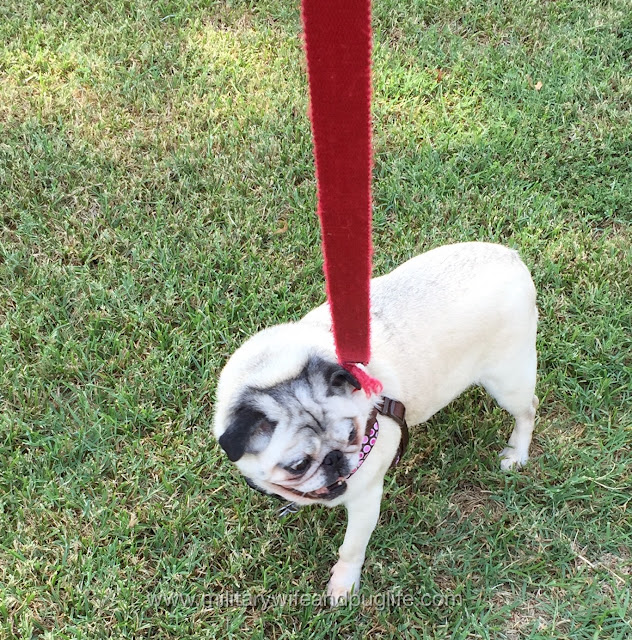 do pugs fall out pug pug posts fall puggercize do pugs fall out pug pug posts fall puggercize