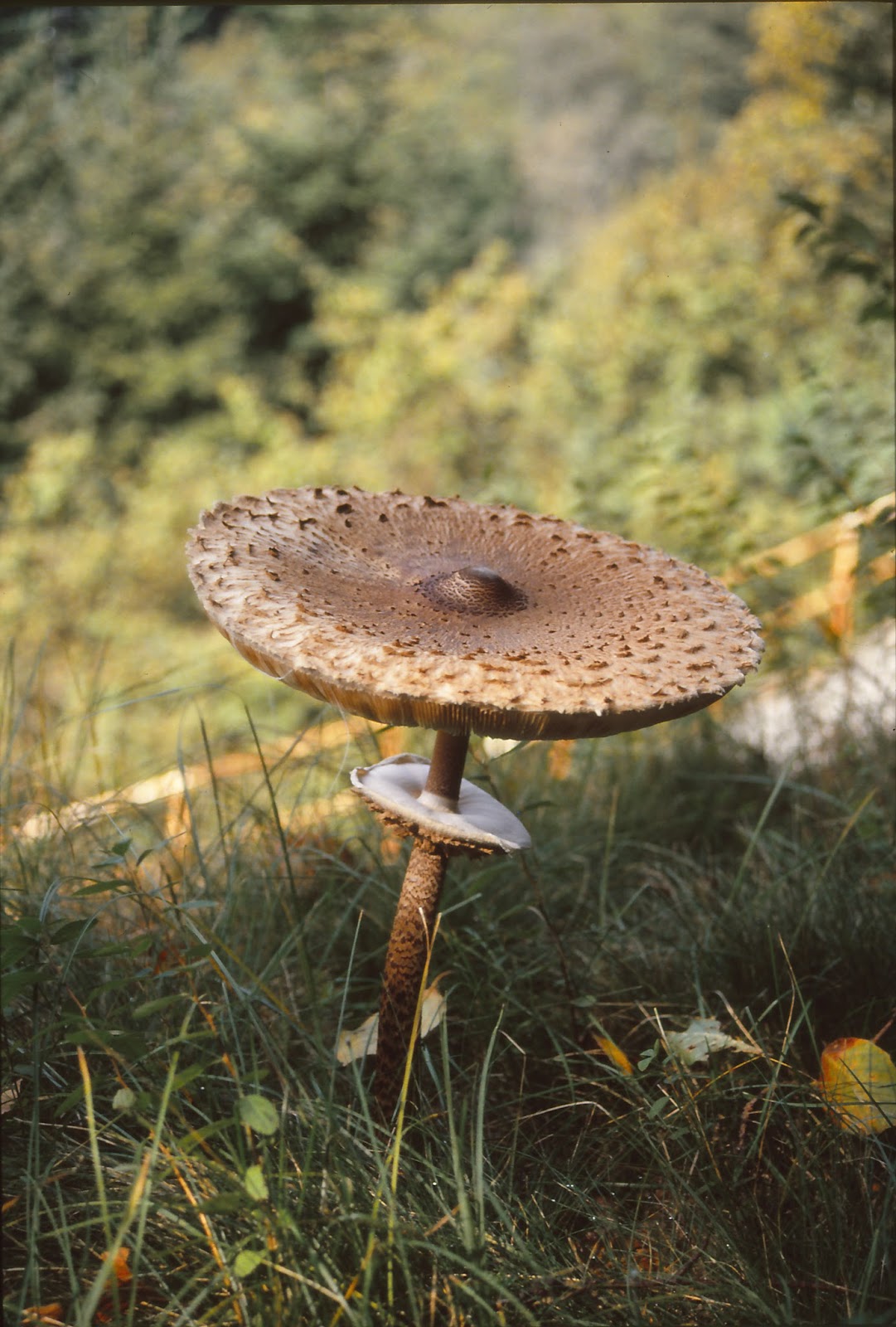 Funghi, riciclaggio e rifiuti!