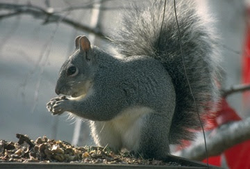 ardilla gris del este Sciurus carolinensis