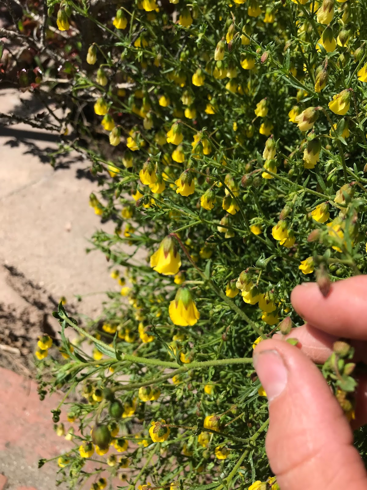 Aprille's SoCal Gardening Honeybells