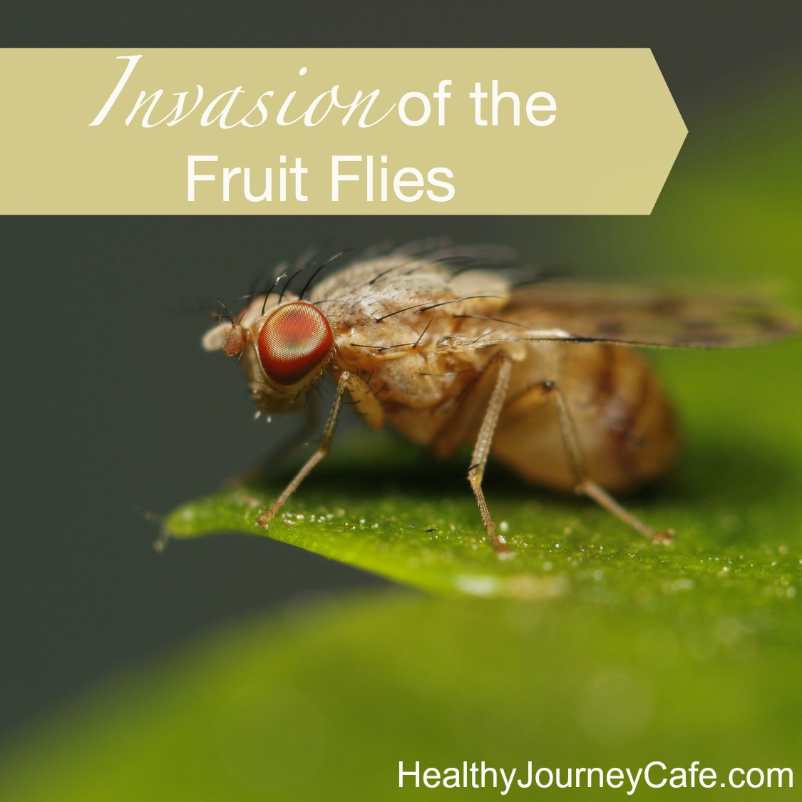 Invasion of the Fruit Flies Healthy Journey Cafe