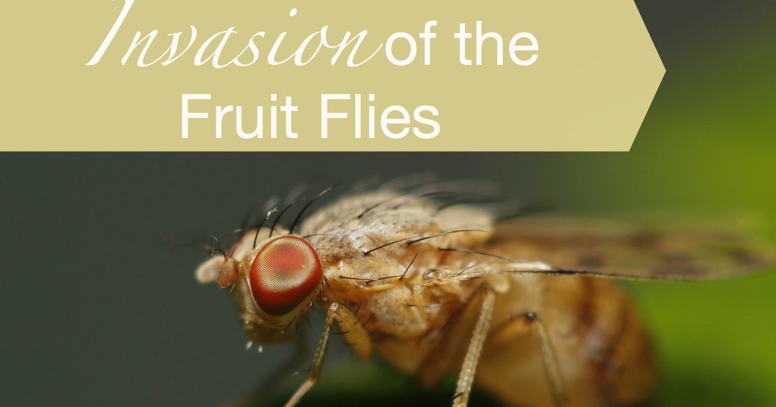 Invasion of the Fruit Flies Healthy Journey Cafe