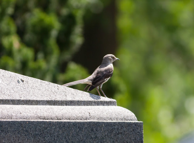 Northern Mockingbird - Greenwood Cemetery, New York