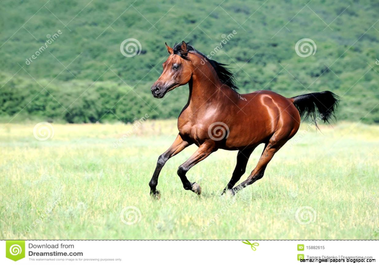 Running Arabian Horse Shagya Arab Stock Photos   Image 1784843